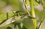 ants
