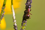 ant
