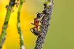 ant