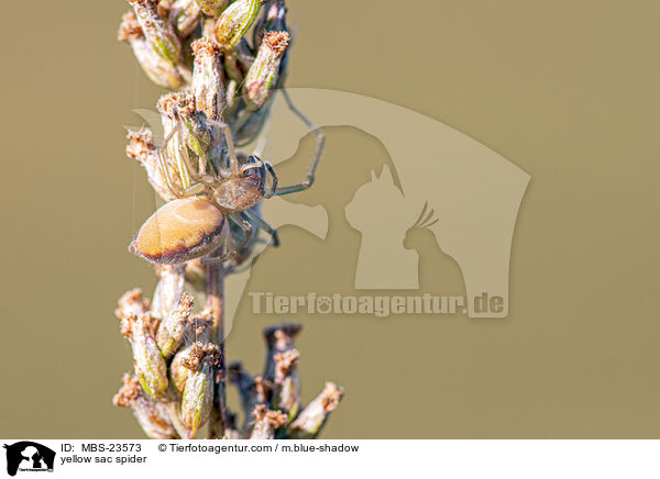 yellow sac spider / MBS-23573