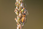 yellow sac spider