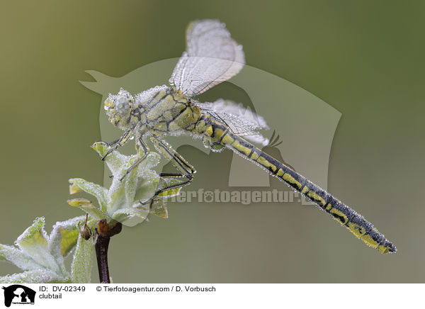 clubtail / DV-02349