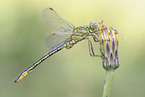 clubtail