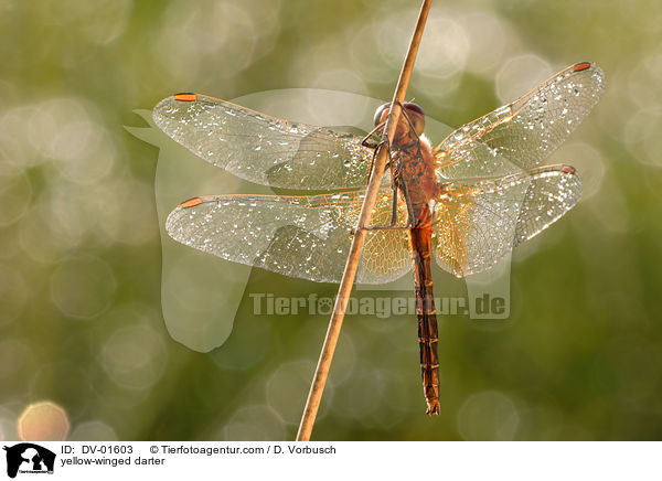 Gefleckte Heidelibelle / yellow-winged darter / DV-01603