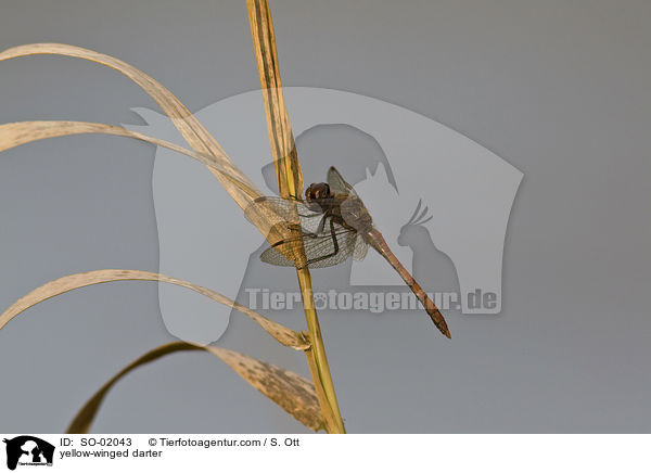 Gefleckte Heidelibelle / yellow-winged darter / SO-02043