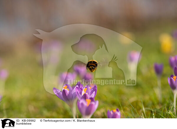 Erdhummel / bumblebee / KB-09982