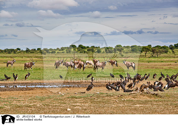 Abdimstrche / white-bellied storks / JR-03104