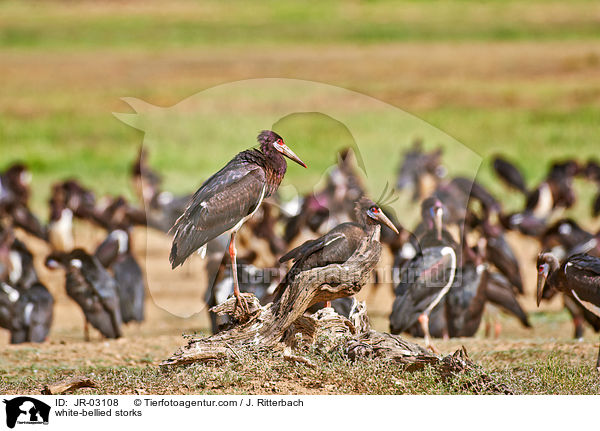 Abdimstrche / white-bellied storks / JR-03108