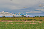 white-bellied storks