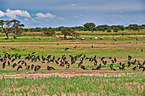 white-bellied storks