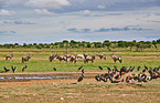 white-bellied storks