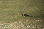 Abdims stork