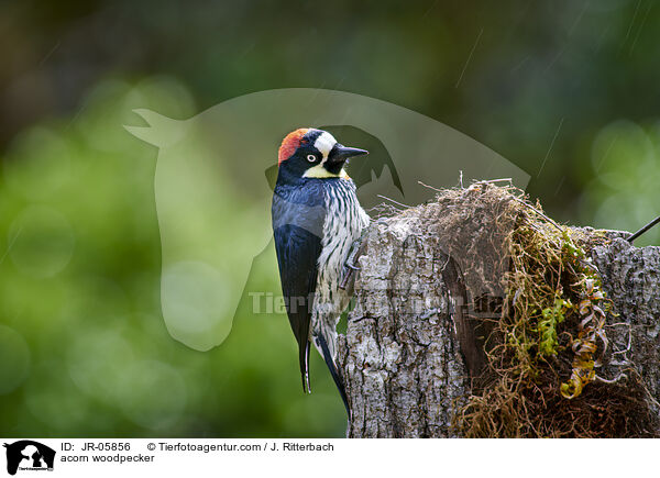 Eichelspecht / acorn woodpecker / JR-05856