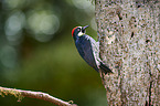 acorn woodpecker