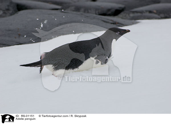 Adeliepinguin / Adelie penguin / RS-01151