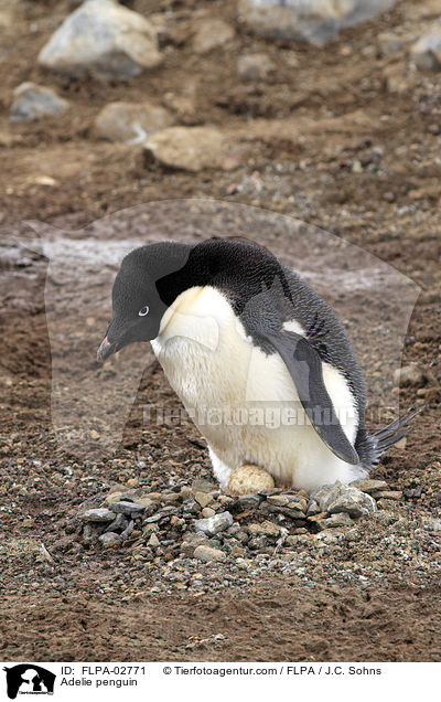 Adelie penguin / FLPA-02771