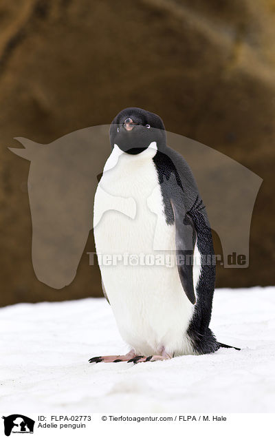 Adeliepinguin / Adelie penguin / FLPA-02773