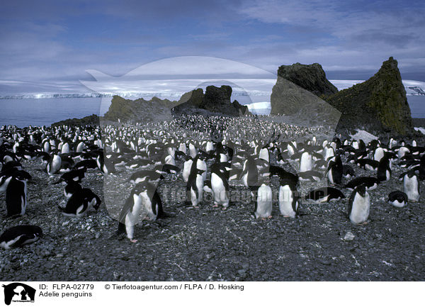 Adeliepinguine / Adelie penguins / FLPA-02779