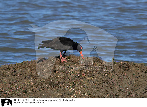 African black oystercatcher / FF-08890