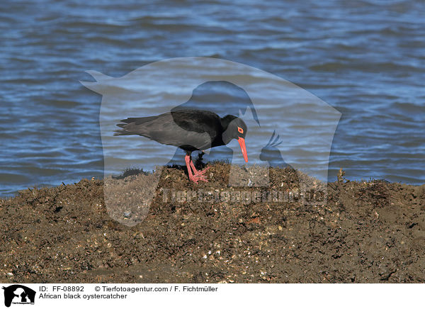 Schwarzer Austernfischer / African black oystercatcher / FF-08892