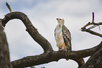 African crowned eagle