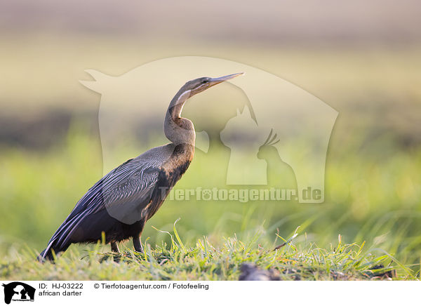 Afrikanischer Schlangenhalsvogel / african darter / HJ-03222