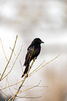 sitting African drongo