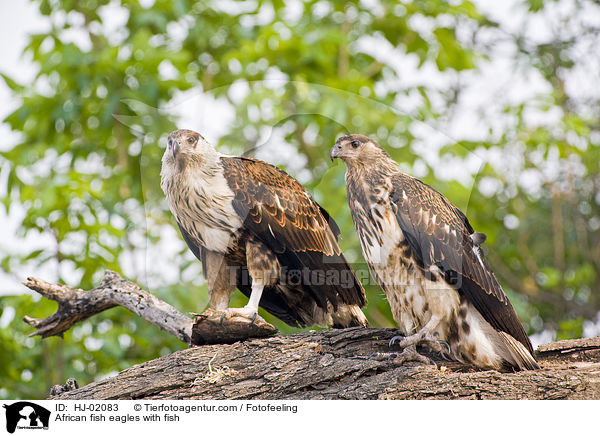 African fish eagles with fish / HJ-02083