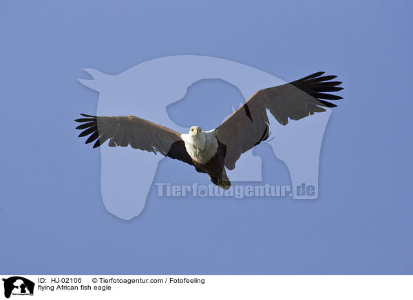 fliegender Schreiseeadler / flying African fish eagle / HJ-02106
