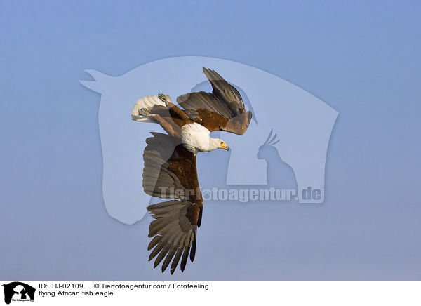 fliegender Schreiseeadler / flying African fish eagle / HJ-02109