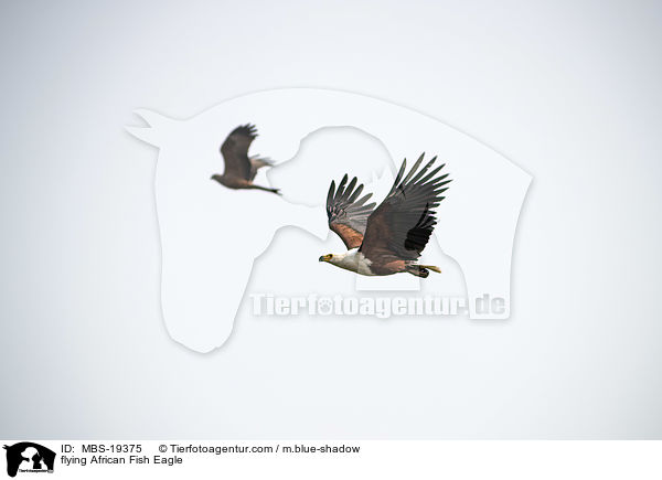 flying African Fish Eagle / MBS-19375