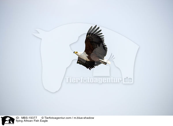 flying African Fish Eagle / MBS-19377