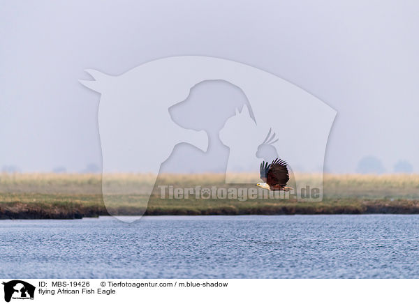 flying African Fish Eagle / MBS-19426