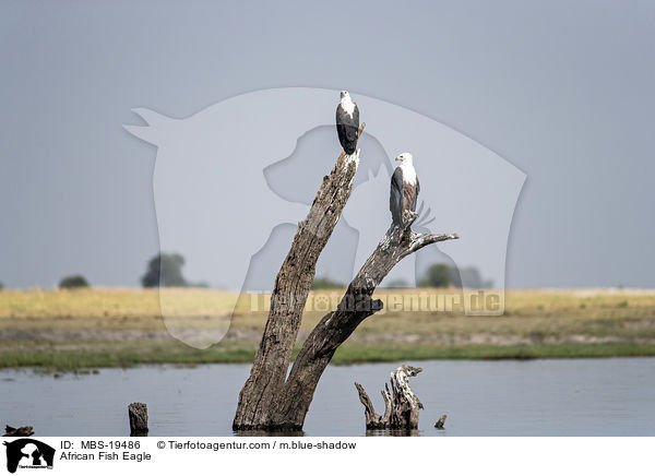 African Fish Eagle / MBS-19486