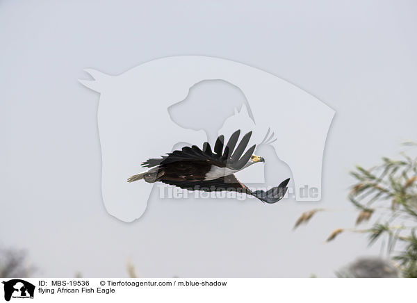 flying African Fish Eagle / MBS-19536