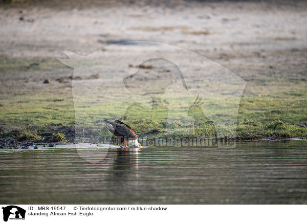 standing African Fish Eagle / MBS-19547