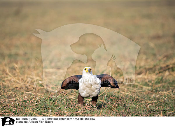 standing African Fish Eagle / MBS-19580