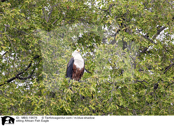 sitting African Fish Eagle / MBS-19676