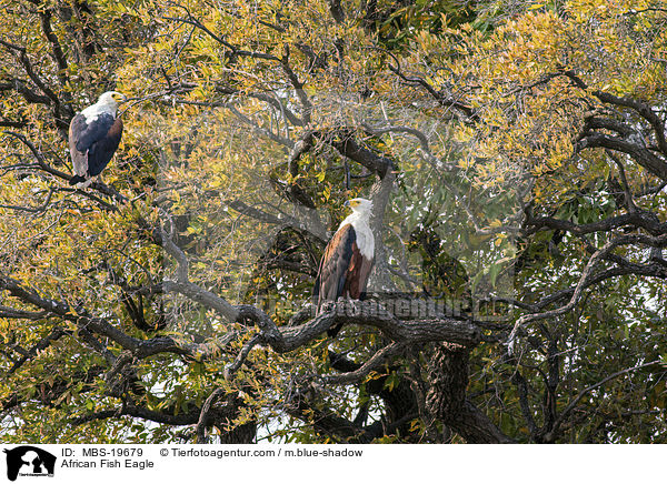 African Fish Eagle / MBS-19679
