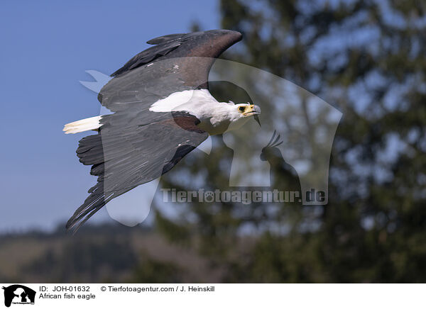 African fish eagle / JOH-01632