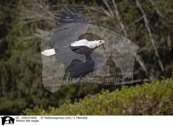 Schreiseeadler / African fish eagle / JOH-01634