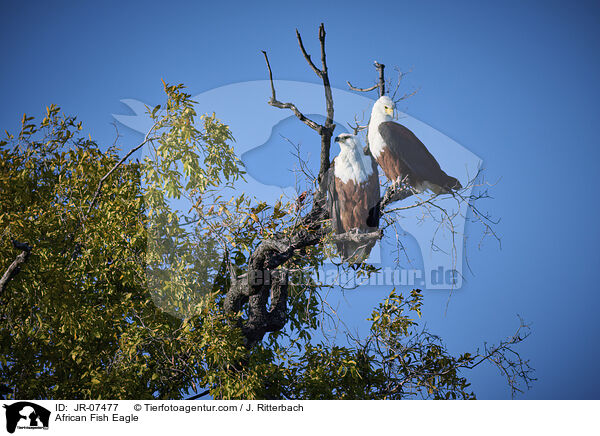 Schreiseeadler / African Fish Eagle / JR-07477