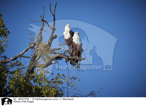 Schreiseeadler / African Fish Eagle / JR-07478