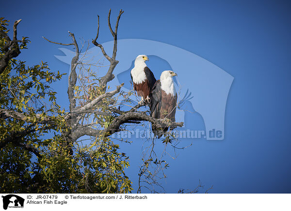 Schreiseeadler / African Fish Eagle / JR-07479