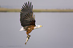 African fish eagle with fish