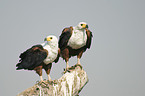 African fish eagles