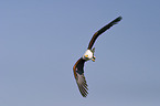 flying African fish eagle