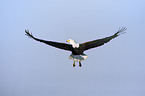 flying African fish eagle