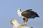 African fish eagle with fish