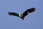 flying African fish eagle